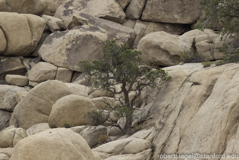 Desert Biogeography of Joshua Tree National Park